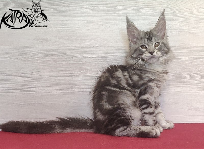 Katran Queen Margo - Kitten maine-coon 2 months