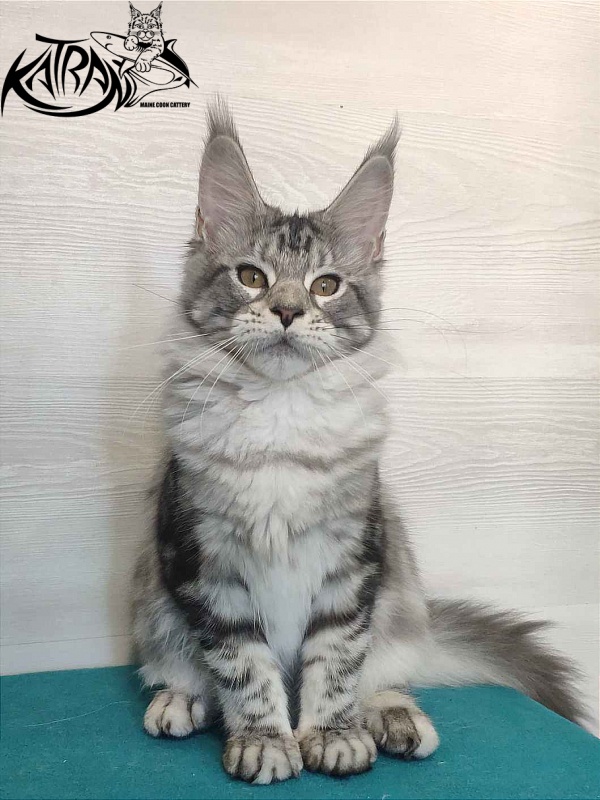 Katran Queen Margo - Kitten maine-coon 4 months
