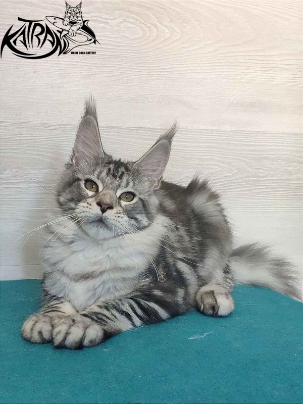 Katran Queen Margo - Kitten maine-coon 4 months
