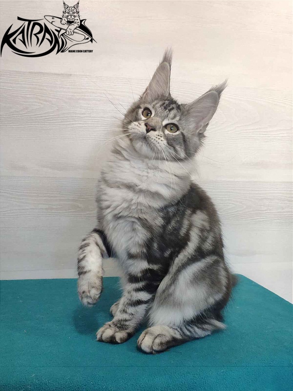Katran Queen Margo - Kitten maine-coon 4 months