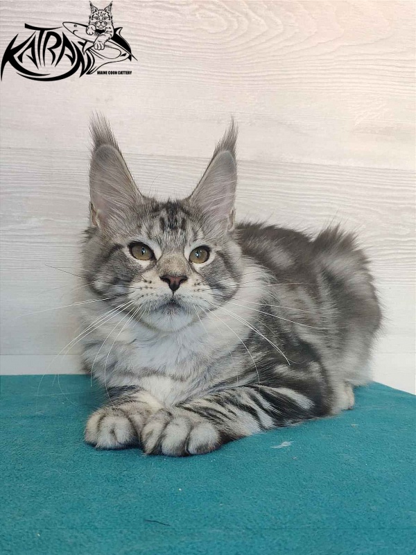 Katran Queen Margo - Kitten maine-coon 4 months