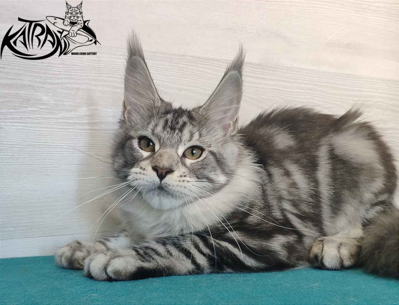 Katran Queen Margo - Kitten maine-coon 4 months