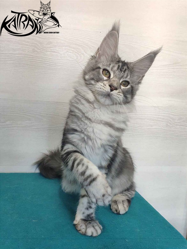 Katran Queen Margo - Kitten maine-coon 4 months