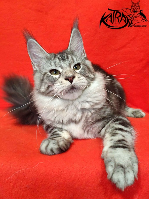 Katran Queen Margo - Kitten maine-coon 5 months