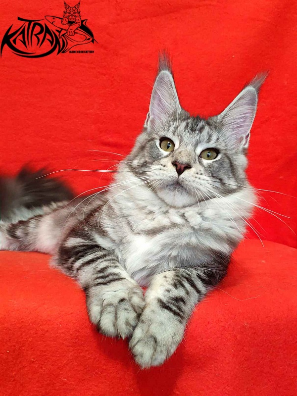 Katran Queen Margo - Kitten maine-coon 5 months
