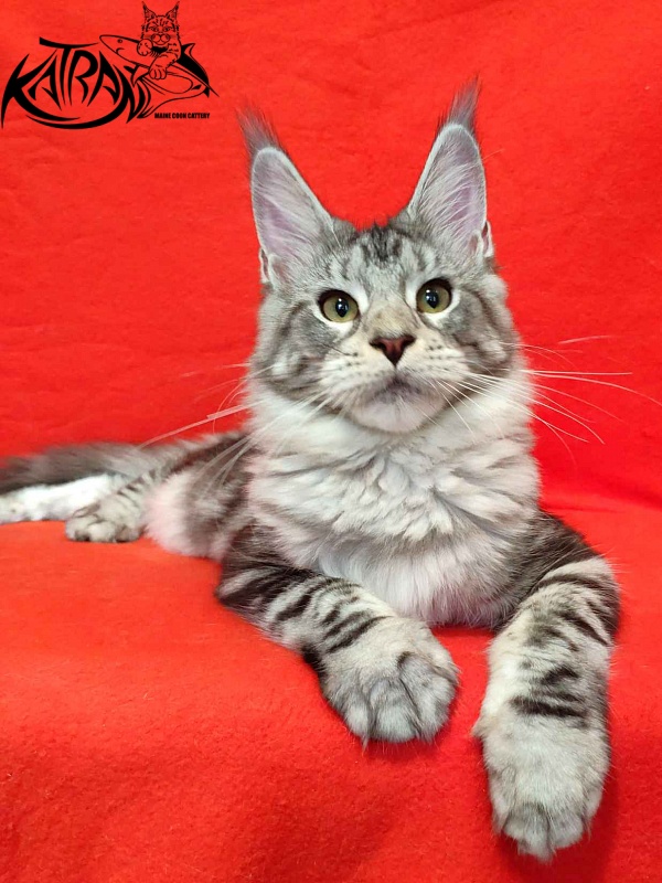 Katran Queen Margo - Kitten maine-coon 5 months