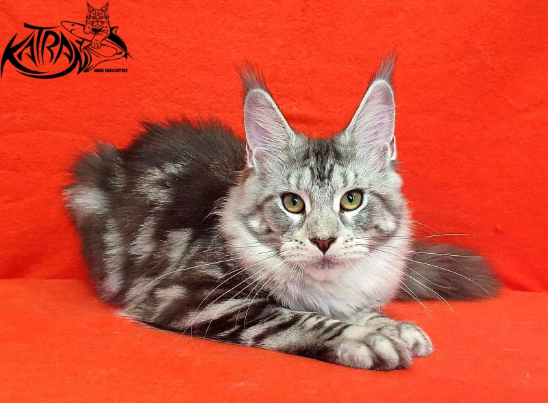 Katran Queen Margo - Kitten maine-coon 5 months
