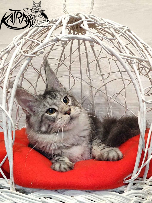 Katran Queen Margo - Kitten maine-coon 5 months