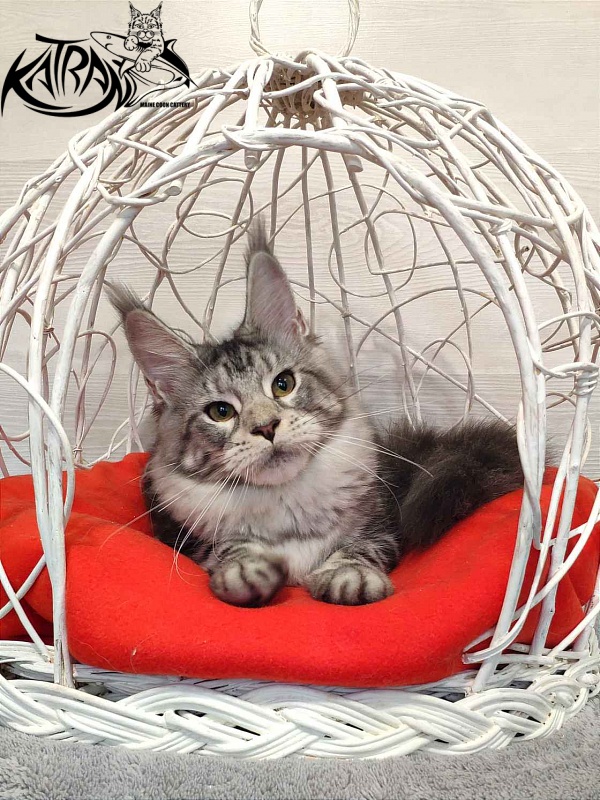 Katran Queen Margo - Kitten maine-coon 5 months