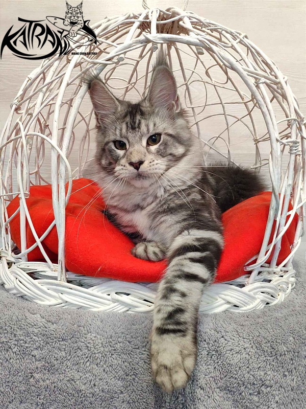 Katran Queen Margo - Kitten maine-coon 5 months