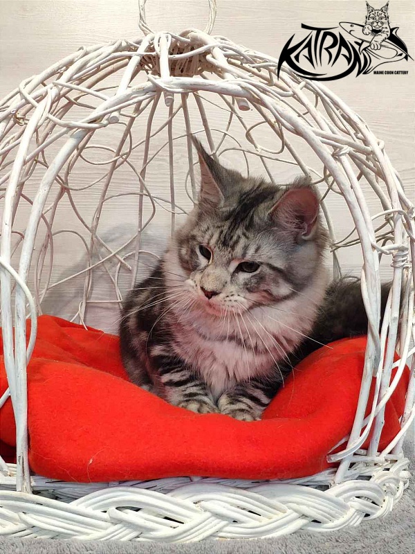 Katran Queen Margo - Kitten maine-coon 5 months