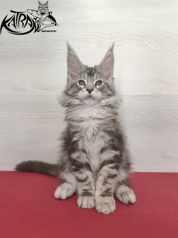 Katran Queen Margo - Kitten maine-coon 2 months