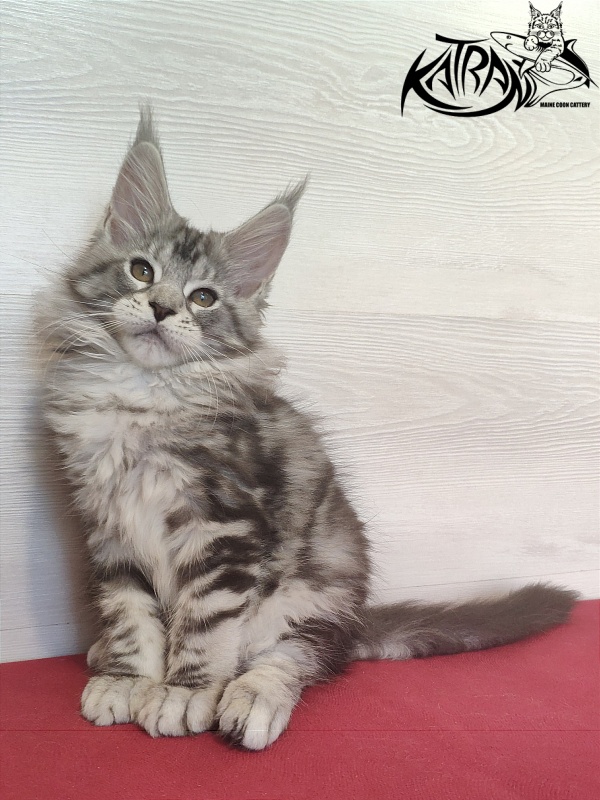 Katran Queen Margo - Kitten maine-coon 2 months