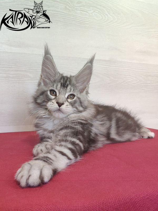 Katran Queen Margo - Kitten maine-coon 2 months