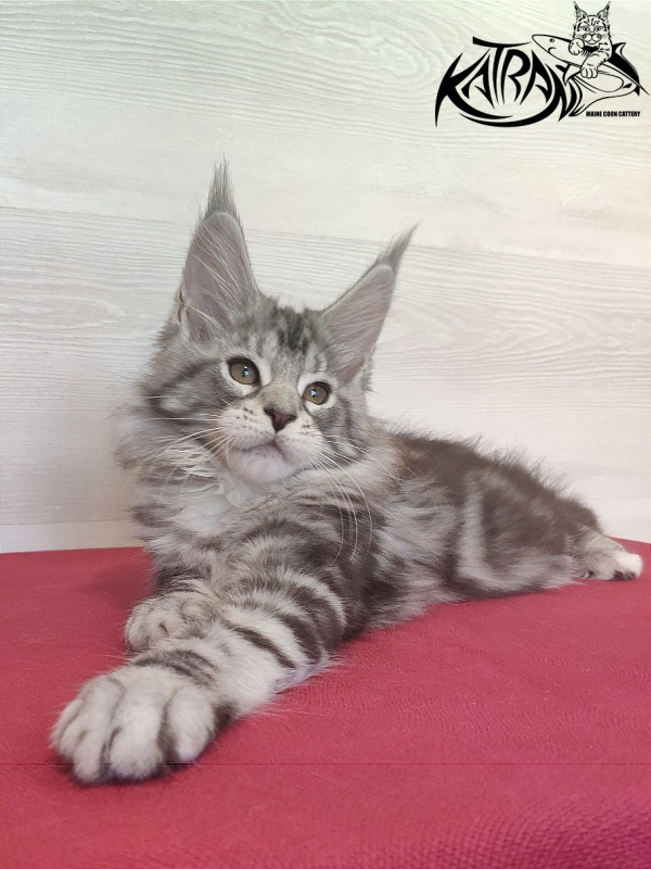 Katran Queen Margo - Kitten maine-coon 2 months