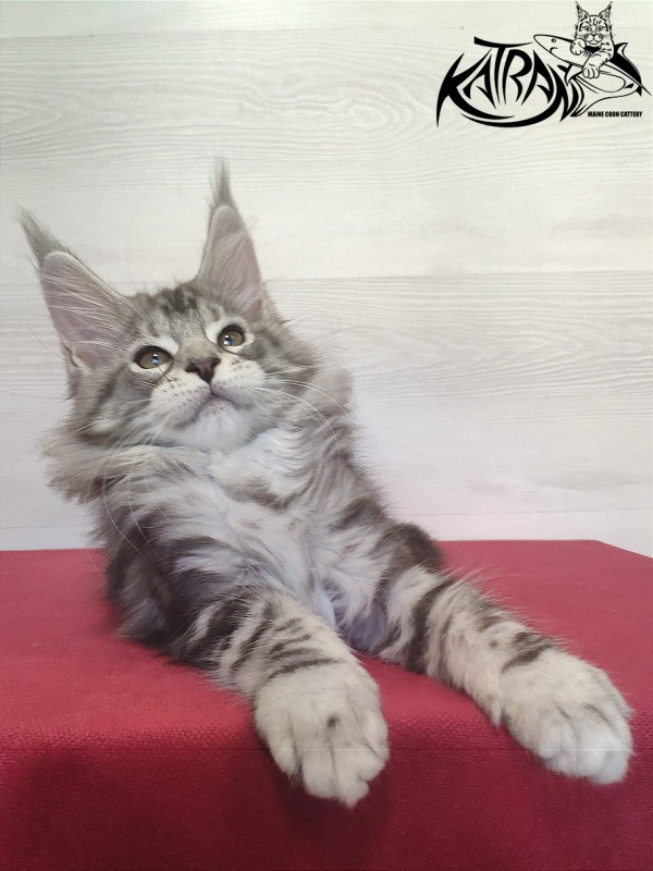 Katran Queen Margo - Kitten maine-coon 2 months