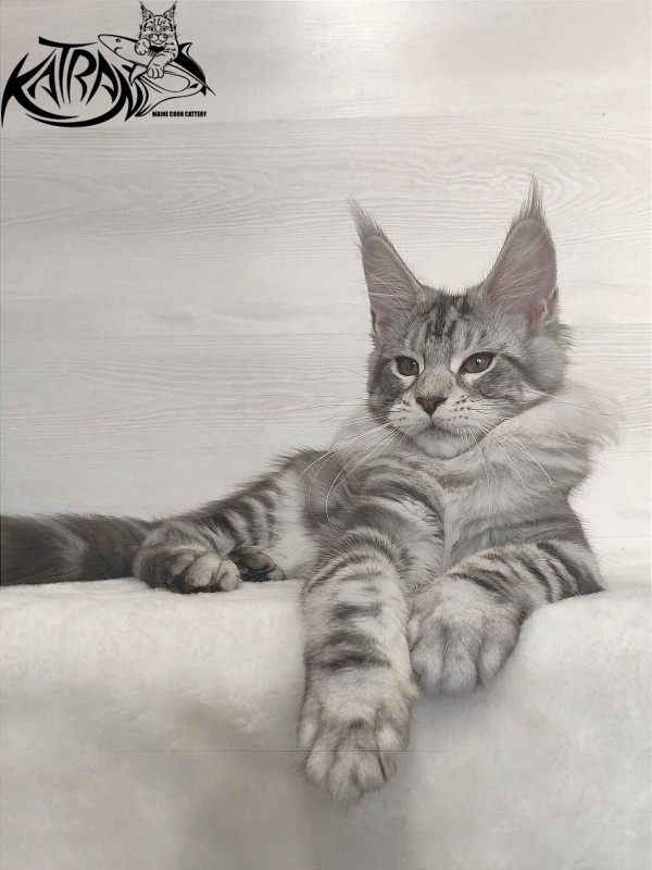 Katran Queen Margo - Kitten maine-coon 3 months