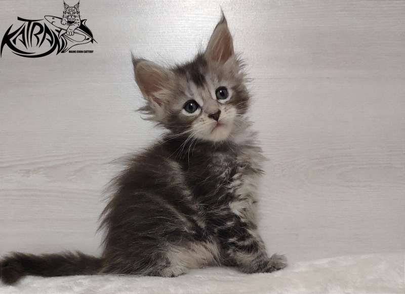 Katran Quana - maine-coon