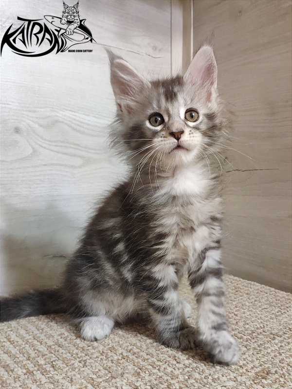 Katran Quana - Kitten maine-coon 1 month 2 weeks