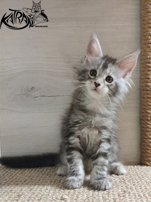 Katran Quana - Kitten maine-coon 1 month 2 weeks