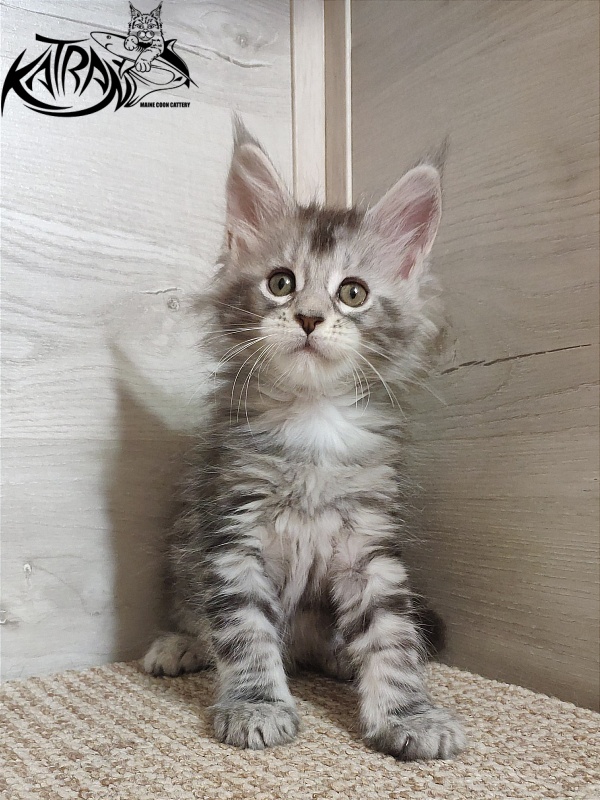 Katran Quana - Kitten maine-coon 1 month 2 weeks