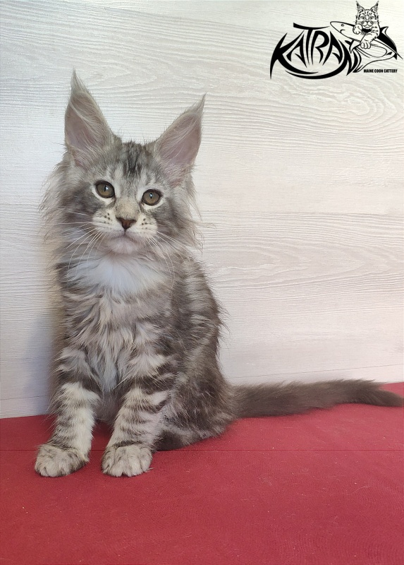 Katran Quana - Kitten maine-coon 2 months