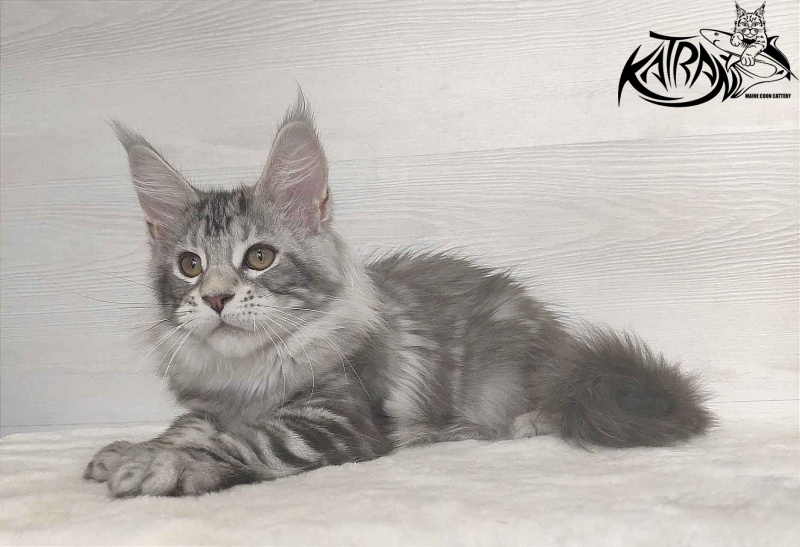 Katran Quana - Kitten maine-coon 3 months