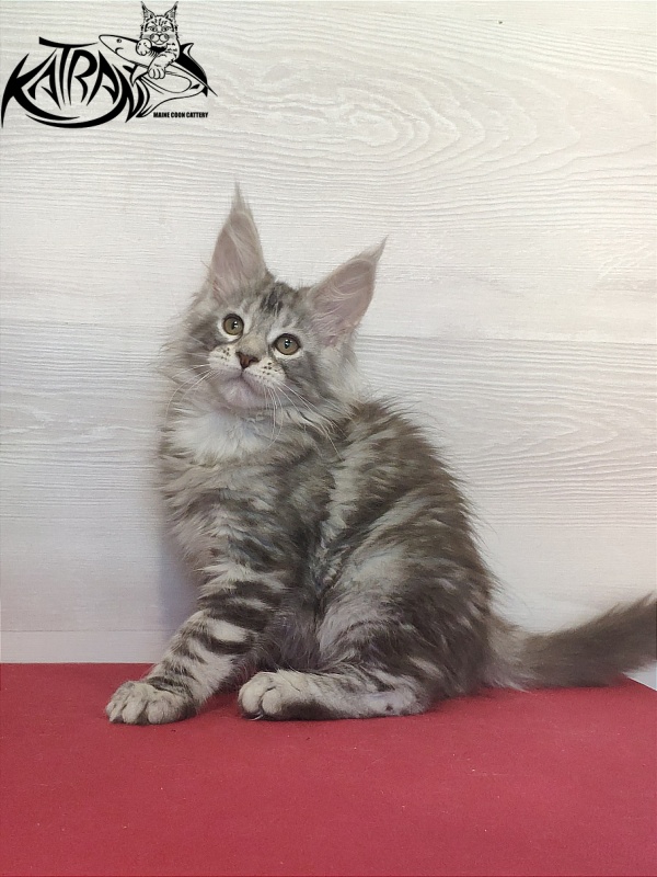 Katran Quana - Kitten maine-coon 2 months