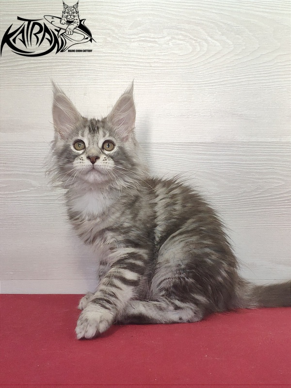 Katran Quana - Kitten maine-coon 2 months
