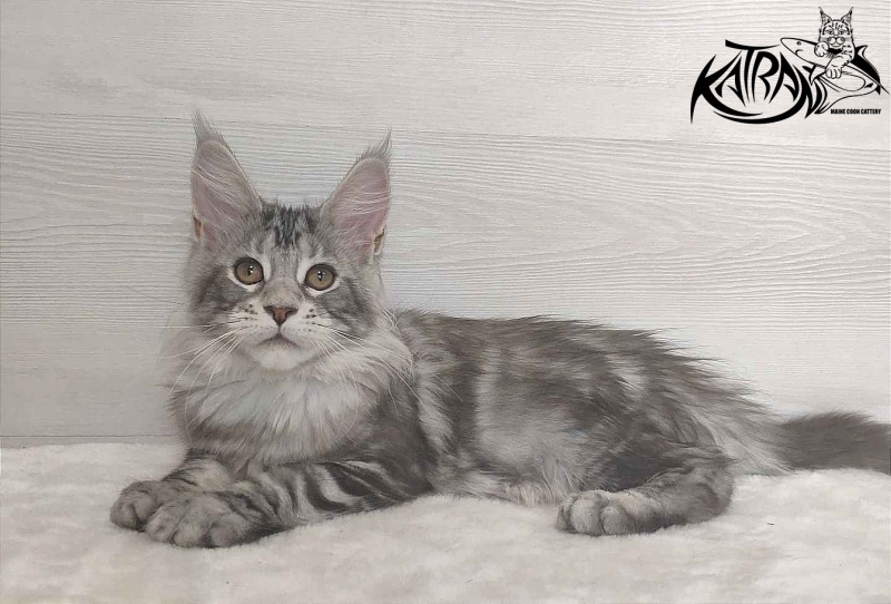 Katran Quana - Kitten maine-coon 3 months