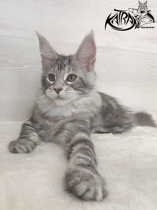 Katran Quana - Kitten maine-coon 3 months