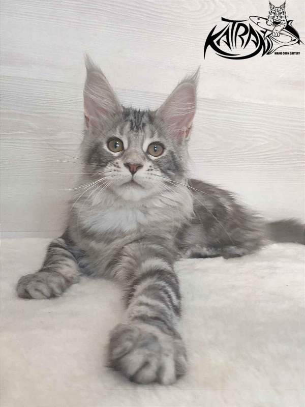 Katran Quana - Kitten maine-coon 3 months