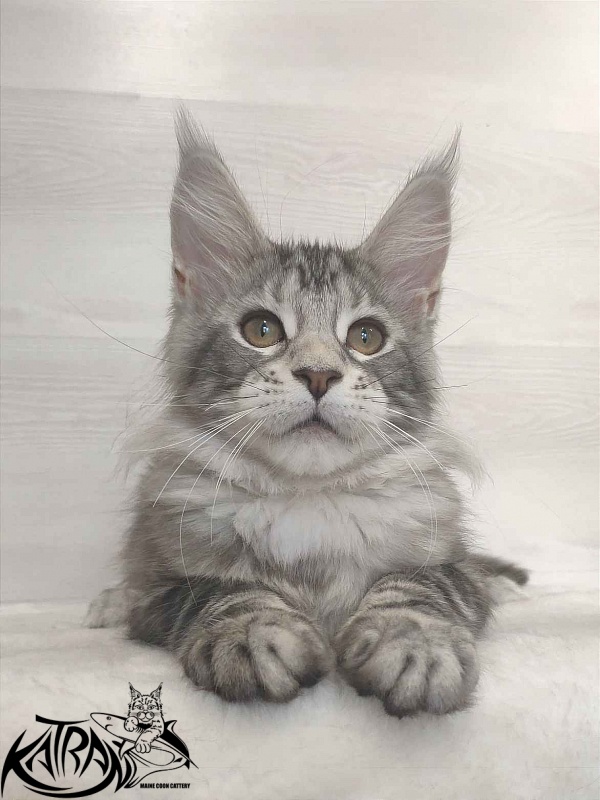 Katran Quana - Kitten maine-coon 3 months