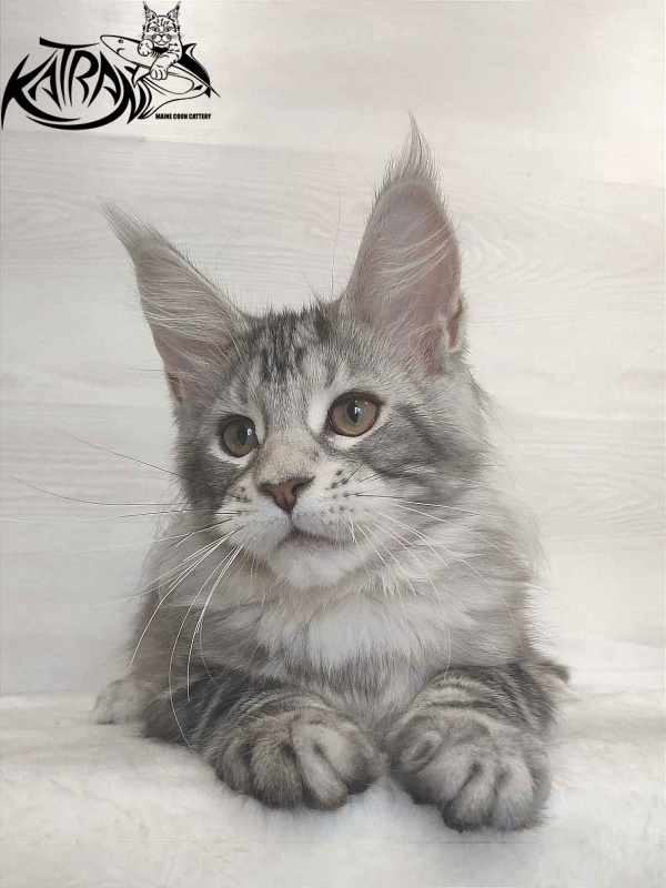 Katran Quana - Kitten maine-coon 3 months