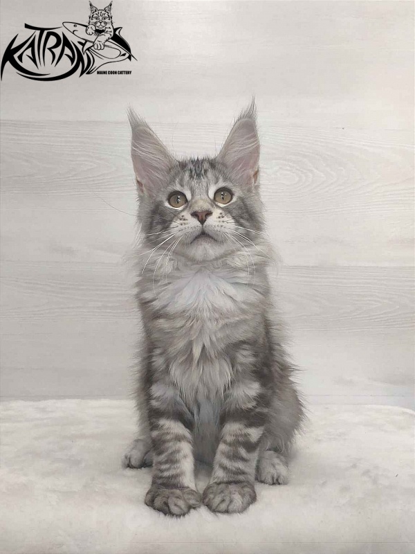 Katran Quana - Kitten maine-coon 3 months