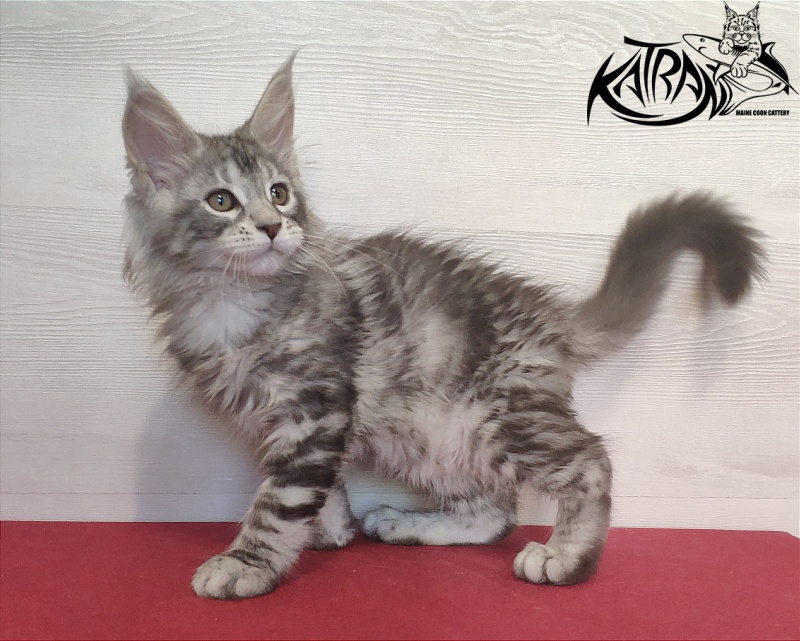 Katran Quana - Kitten maine-coon 2 months