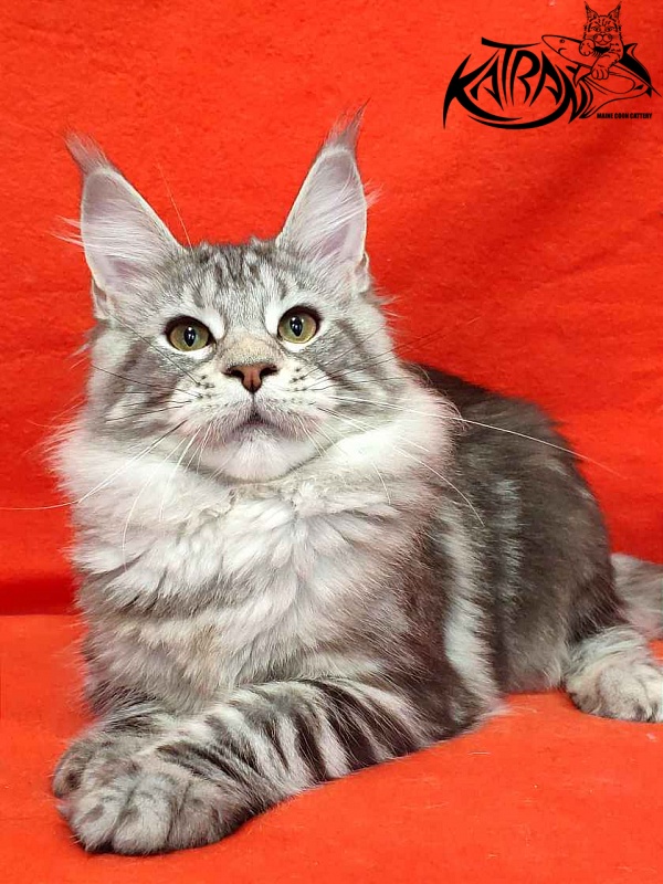 Katran Quana - Kitten maine-coon 5 months