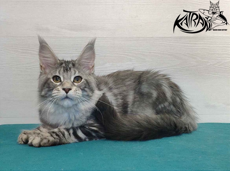Katran Quana - Kitten maine-coon 4 months