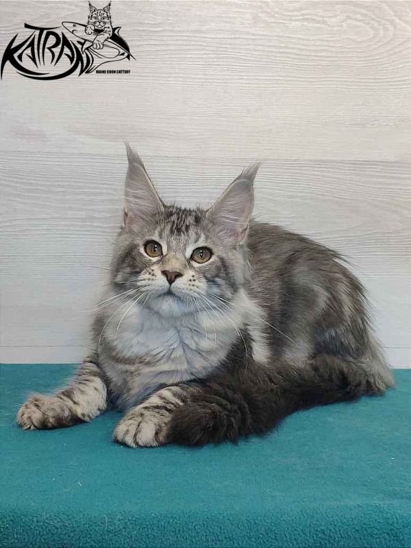 Katran Quana - Kitten maine-coon 4 months