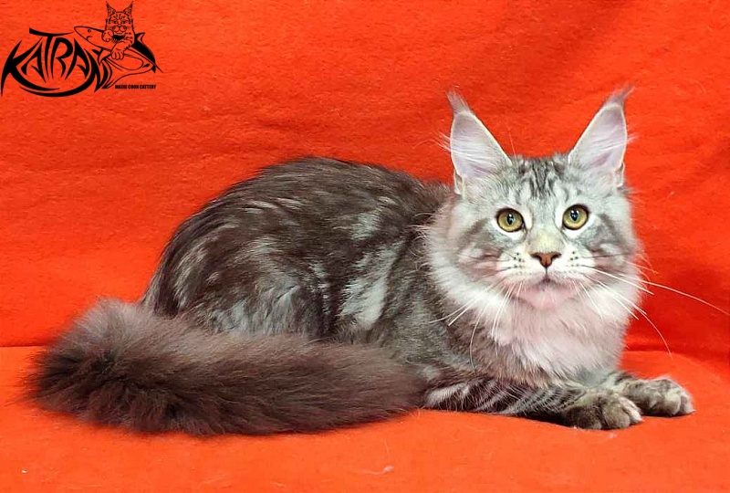 Katran Quana - Kitten maine-coon 5 months