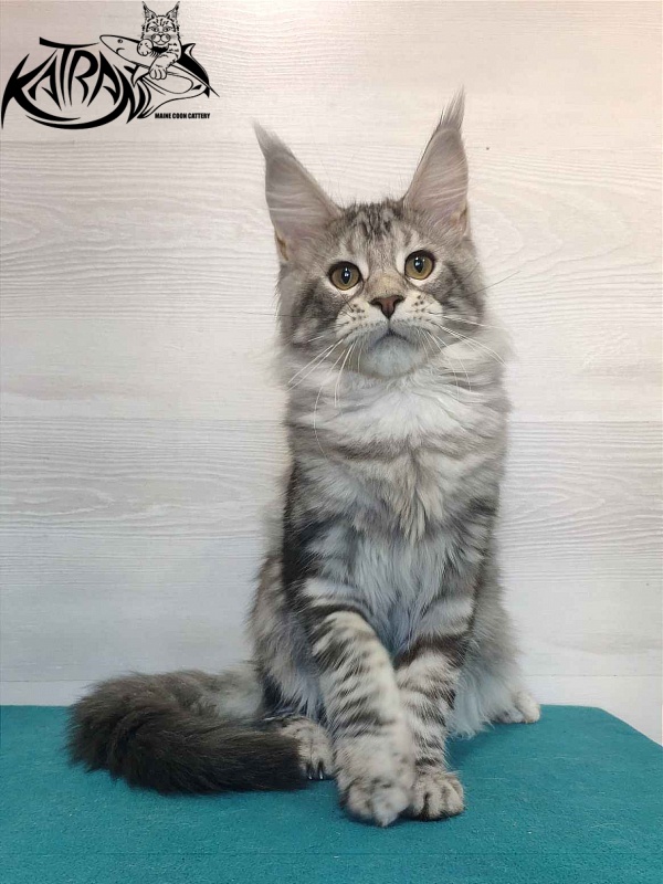 Katran Quana - Kitten maine-coon 4 months