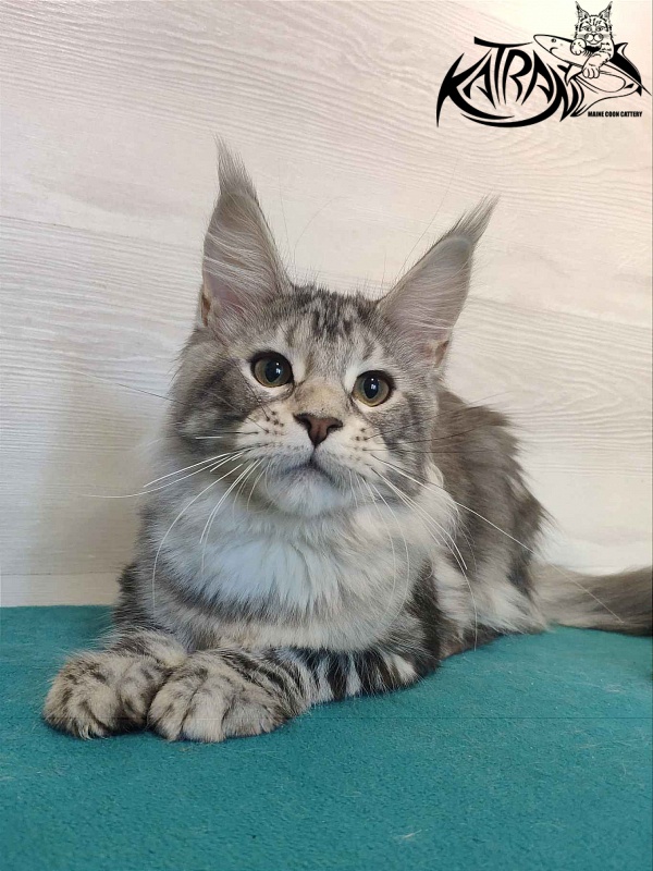 Katran Quana - Kitten maine-coon 4 months