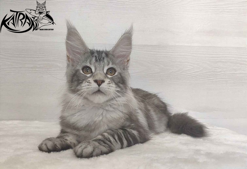 Katran Quana - Kitten maine-coon 3 months