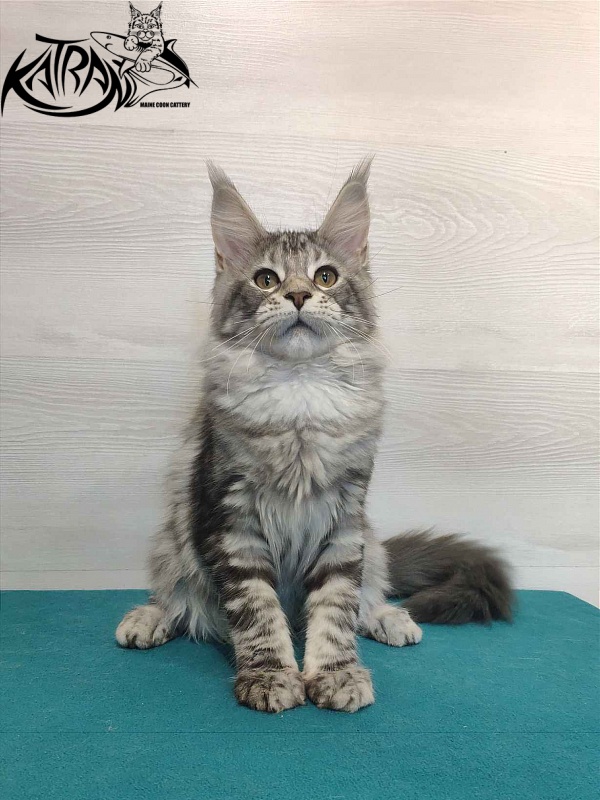 Katran Quana - Kitten maine-coon 4 months