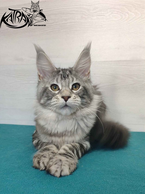 Katran Quana - Kitten maine-coon 4 months