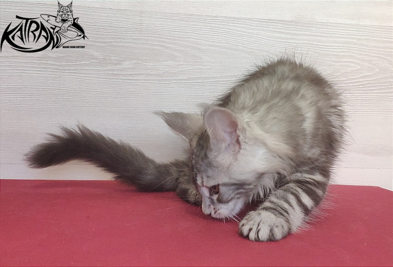 Katran Quana - Kitten maine-coon 2 months