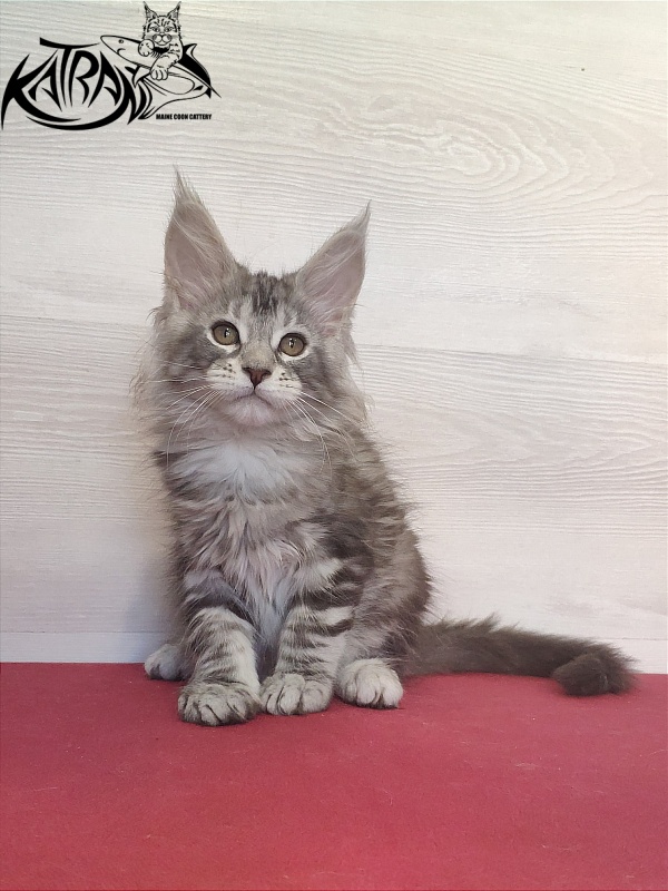 Katran Quana - Kitten maine-coon 2 months