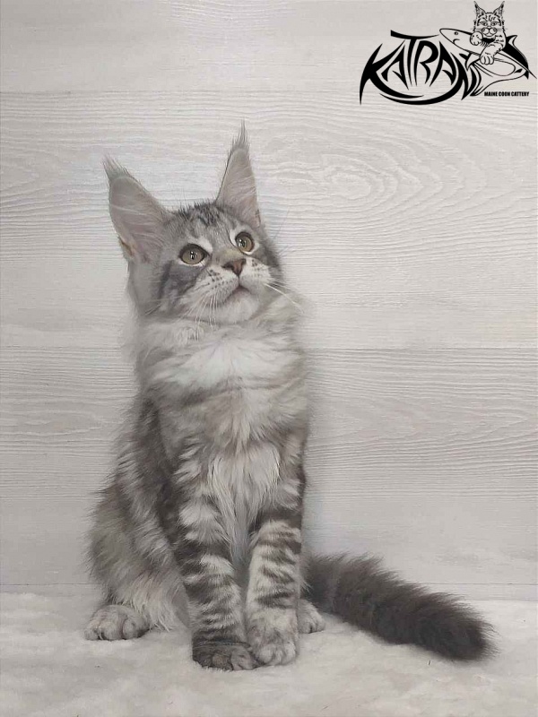 Katran Quana - Kitten maine-coon 3 months