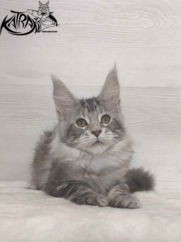 Katran Quana - Kitten maine-coon 3 months