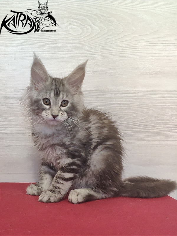Katran Quana - Kitten maine-coon 2 months
